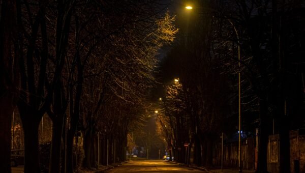 Aleja drzew i ulica nocą w świetle latarni